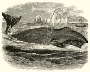 Baleine du Groenland - English School